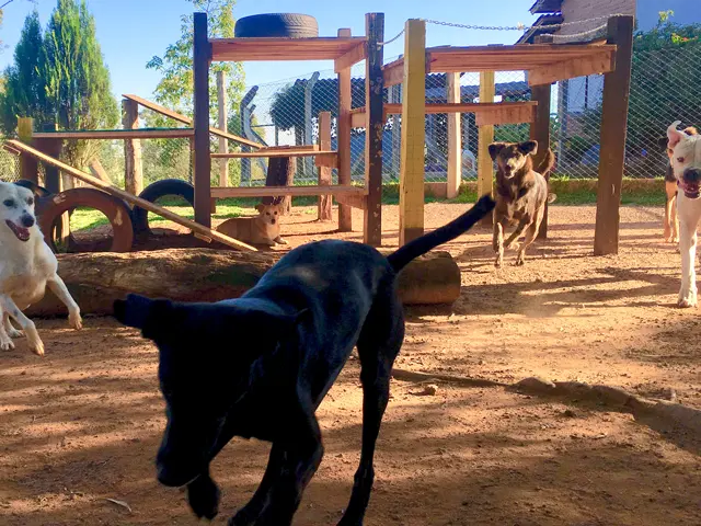 Cães brincando no hotel Auphaville Dog